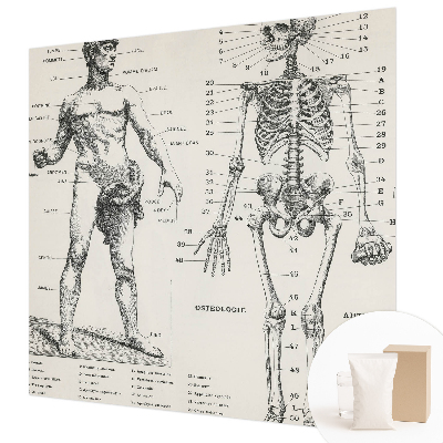 Flis fototapeta za otroško sobo z motivom klasične anatomije
