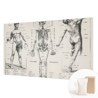 Flis fototapeta za otroško sobo z motivom klasične anatomije