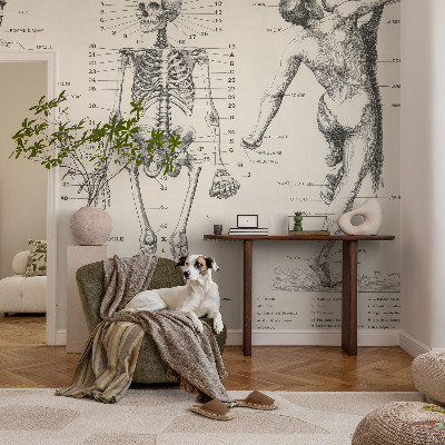 Flis fototapeta za otroško sobo z motivom klasične anatomije