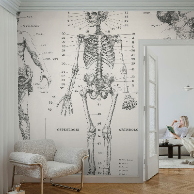 Flis fototapeta za otroško sobo z motivom klasične anatomije