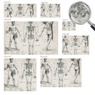 Flis fototapeta za otroško sobo z motivom klasične anatomije
