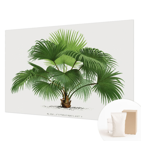 Fototapeta z eksotičnim motivom palme