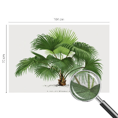 Fototapeta z eksotičnim motivom palme