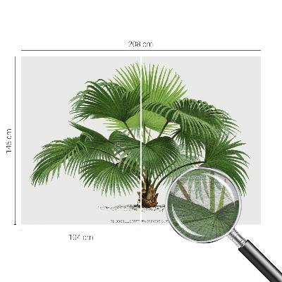 Fototapeta z eksotičnim motivom palme