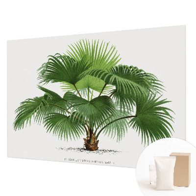Fototapeta z eksotičnim motivom palme