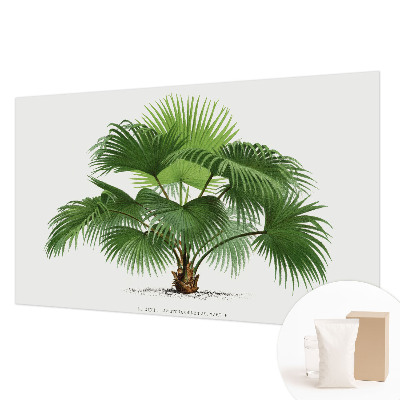 Fototapeta z eksotičnim motivom palme