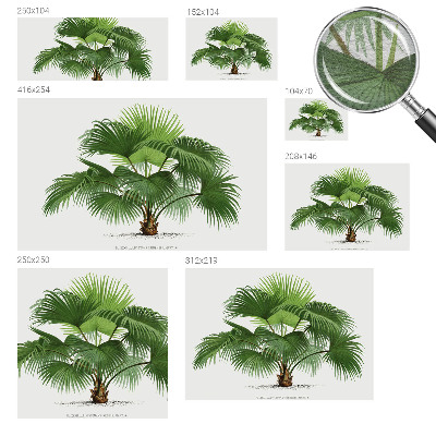Fototapeta z eksotičnim motivom palme