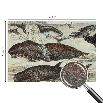 Stenska fototapeta flis Morska bitja