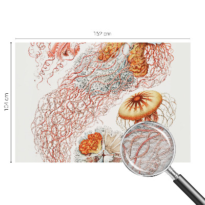Fototapeta s tiskom Domiselne meduze