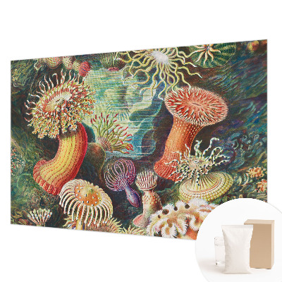 Flis fototapeta Domiselne anemone