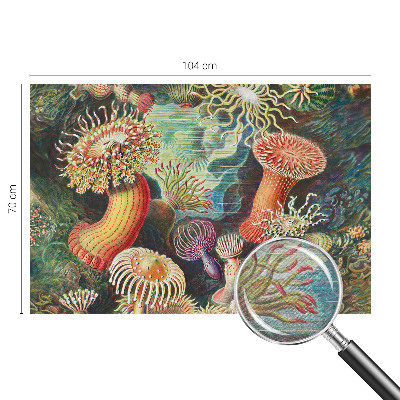 Flis fototapeta Domiselne anemone