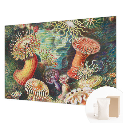 Flis fototapeta Domiselne anemone