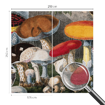 Moderna fototapeta Botanične gobe