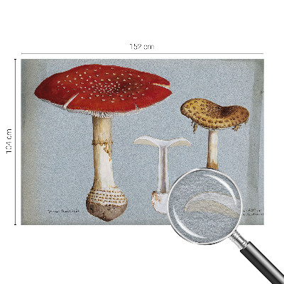 Stenska dekoracija fototapeta z motivom gravure gob