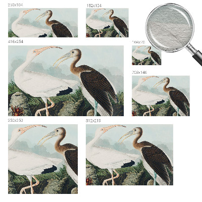 Foto tapeta Ptičji par