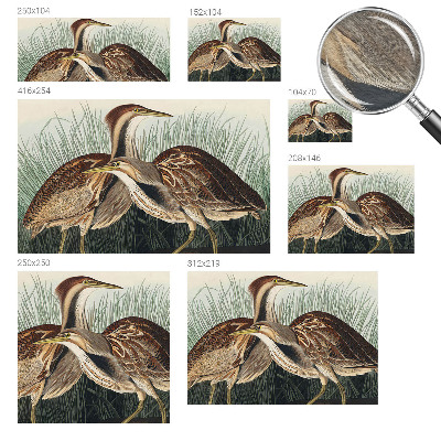 Netkana fototapeta Realistične ptice