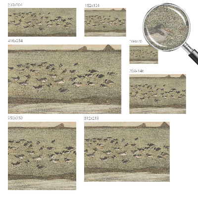 Foto tapeta Ptičji mir