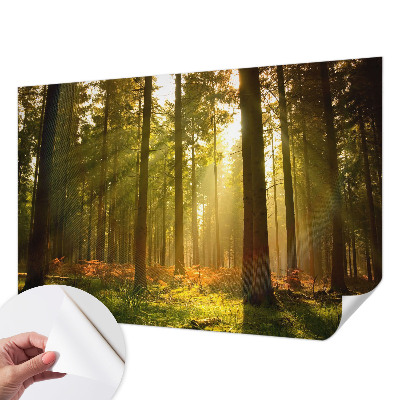Samolepilna fototapeta z motivom goznega jutra