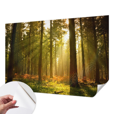 Samolepilna fototapeta z motivom goznega jutra