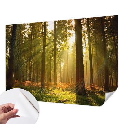 Samolepilna fototapeta z motivom goznega jutra