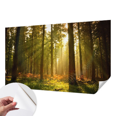 Samolepilna fototapeta z motivom goznega jutra