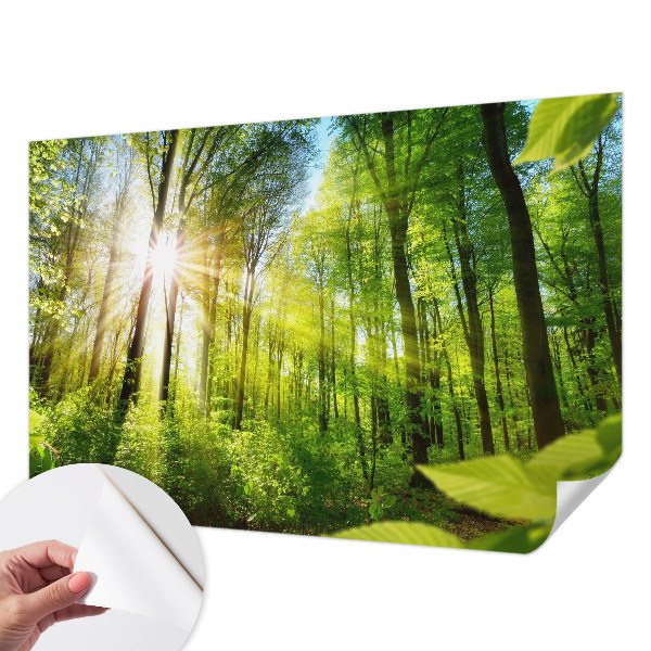 Samolepilna fototapeta za dnevno sobo z motivom gozdne svetlobe