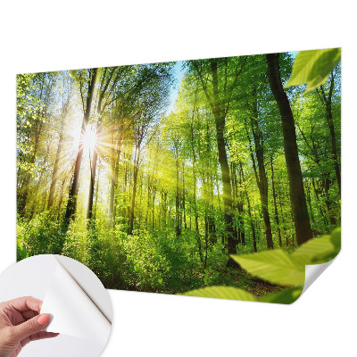 Samolepilna fototapeta za dnevno sobo z motivom gozdne svetlobe