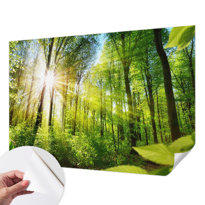 Samolepilna fototapeta za dnevno sobo z motivom gozdne svetlobe
