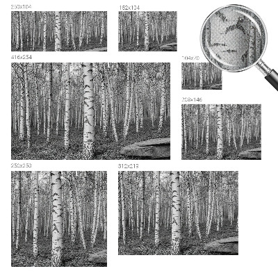 Otroška fototapeta z motivom brezovega gozda