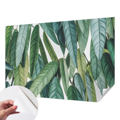 3D fototapeta z motivom naravnih listov