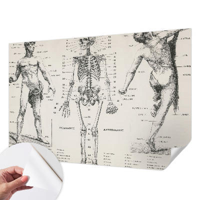 Samolepilna fototapeta z motive klasične anatomije