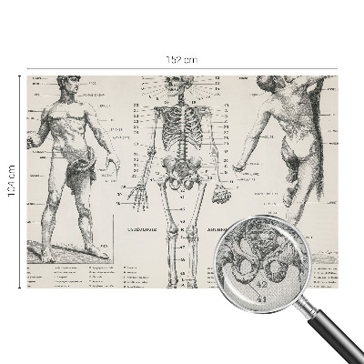 Samolepilna fototapeta z motive klasične anatomije