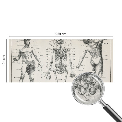 Samolepilna fototapeta z motive klasične anatomije