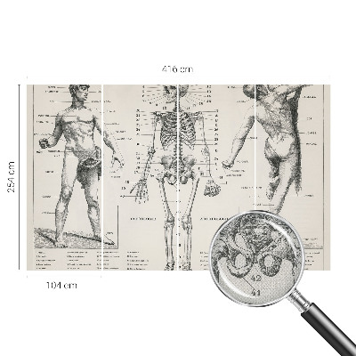 Samolepilna fototapeta z motive klasične anatomije