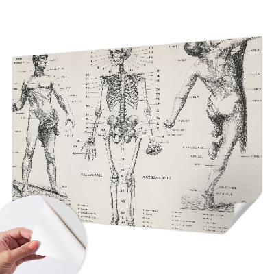 Samolepilna fototapeta z motive klasične anatomije