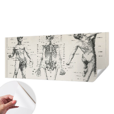 Samolepilna fototapeta z motive klasične anatomije