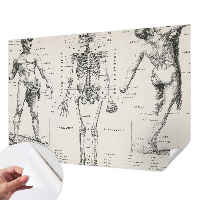 Samolepilna fototapeta z motive klasične anatomije
