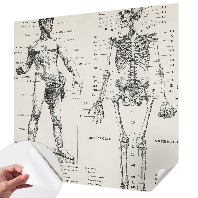 Samolepilna fototapeta z motive klasične anatomije