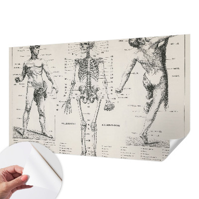 Samolepilna fototapeta z motive klasične anatomije