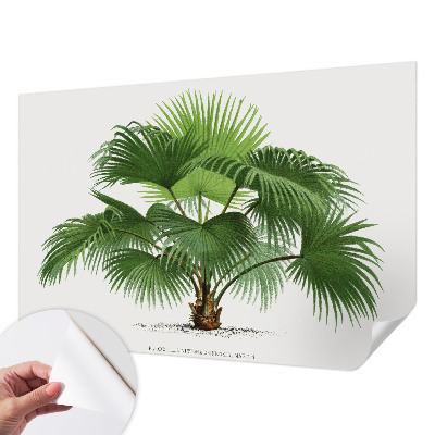 Samolepilna fototapeta z motivom eksotične palme