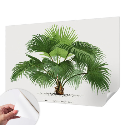 Samolepilna fototapeta z motivom eksotične palme