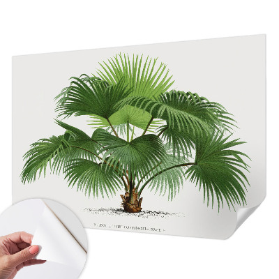 Samolepilna fototapeta z motivom eksotične palme