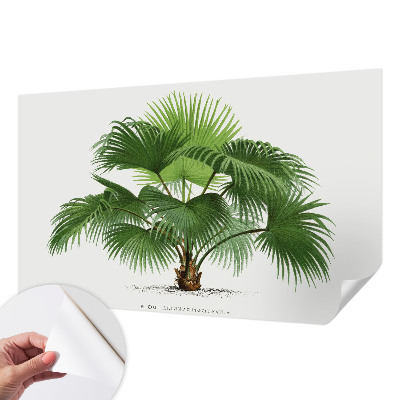 Samolepilna fototapeta z motivom eksotične palme