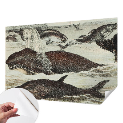 Samolepilna fototapeta Morska bitja