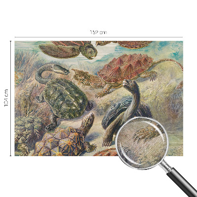 Samolepilna fototapeta za dnevno sobo Favna želv