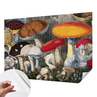 3D fototapeta z motivom botaničnih gob