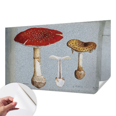 Samolepilna fototapeta z motivom gravure gob
