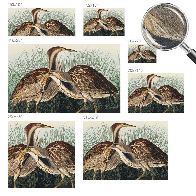 Samolepilna fototapeta za dnevno sobo Realistične ptice