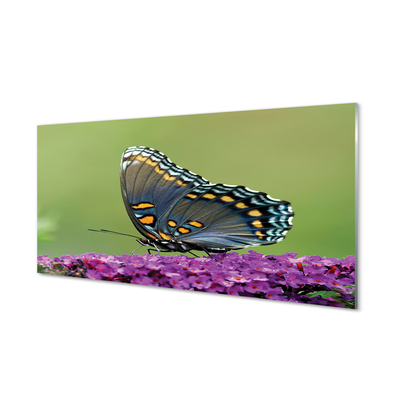 Slika na akrilnem steklu Pisani metulj na cvetje