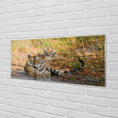Slika na akrilnem steklu Tigri